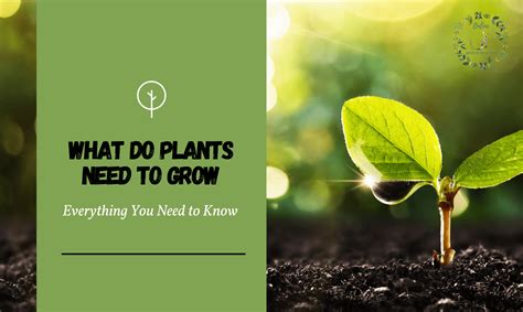 What Do Plants Need To Grow Everything You Need To Know