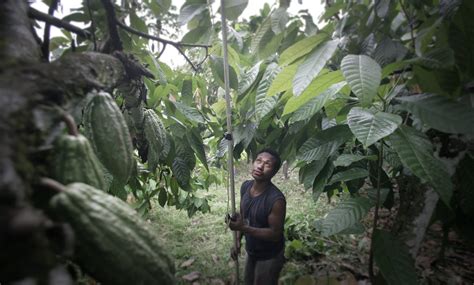 Cocoa farming in PNG for all generations - Devpolicy Blog from the ...