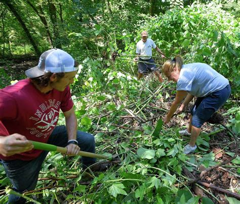 Invasive Plants Like Japanese Knotweed Pose Problems In Ct