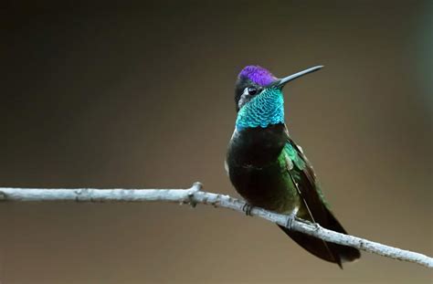 Rivolis Hummingbird ⋆ Tucson Audubon