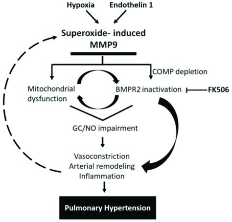 Schematic Representation Showing Mmp Proposed Mechanisms Involved In