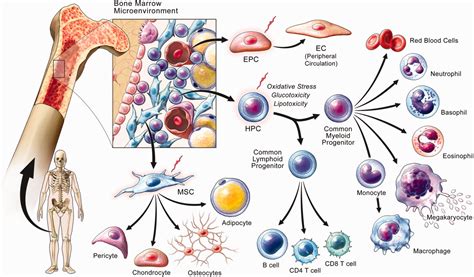 Concise Review Cell Therapy For Critical Limb Ischemia An Integrated Review Of Preclinical And