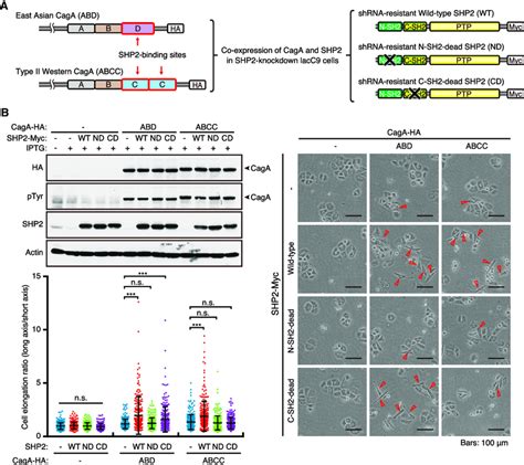 The Role Of SHP2 SH2 Domains In CagA Action A Experimental Setting Of