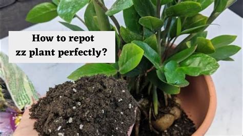 How To Repot Zz Plant In Correct Way Youtube