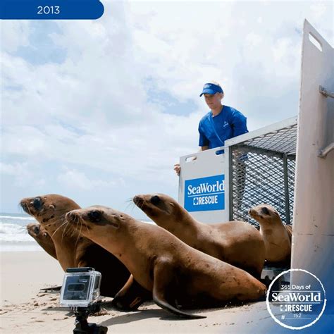 Last year, SeaWorld helped rescue over 400 sea lion pups. After ...