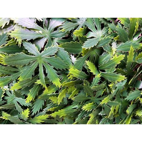 BAUHAUS България - Комплект декоративни плочки за изкуствено озеленяване