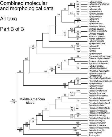 Phylogeny Of Hylid Frogs Based On Combined Molecular And Morphological