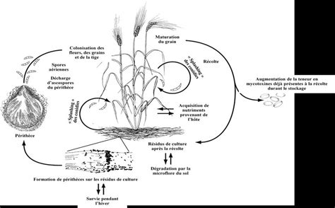 Cycle Biologique De Fusarium F P Gibberella Sur C R Ales Trail