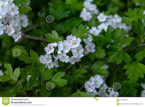 White hawthorn flowers stock image. Image of garden - 117581427