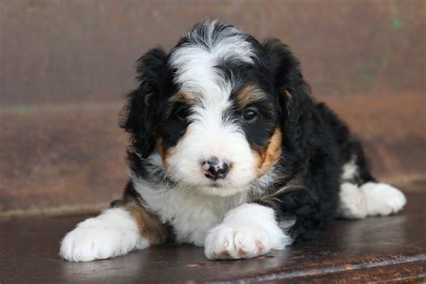 Female Mini Bernedoodle Tri Color