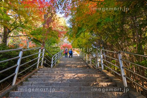 山梨県富士吉田市 紅葉の新倉富士浅間神社、さくや姫階段の写真素材 210185402 イメージマート