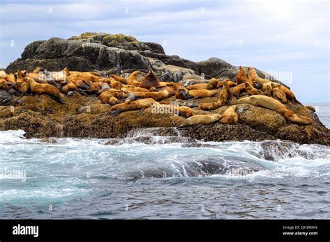 The California Sea Lion Is A Coastal Eared Seal Native To Western North