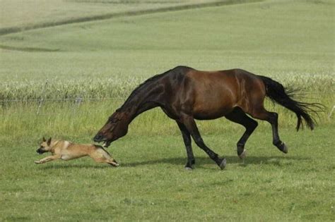 Predator And Prey Funny Horses Horses And Dogs Horses