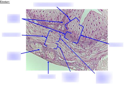 Ureter Layer Histology Diagram Quizlet