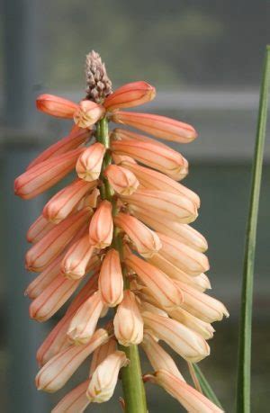 Kniphofia Orange Vanilla Popsicle Planet Plants