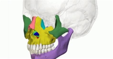 Huesos De La Cara Tipos Características Y Ubicación