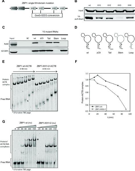 All Kh Domains Of Zbp Direct Binding To The Non Coding Y Rna And Kh