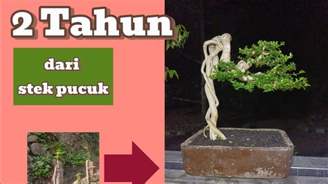 2 Tahun BONSAI SANCANG EXPOSED ROOT Dari Stek Pucuk YouTube