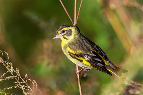 Yellow-breasted-Greenfinch | Wild Kumaon Sattal