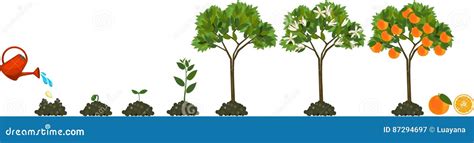 Plant Growing From Seed To Orange Tree Life Cycle Plant Stock Vector