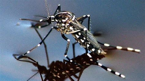 Puskesmas Cakung Temukan Jentik Nyamuk Aedes Aegypti Di Sekolah Hingga