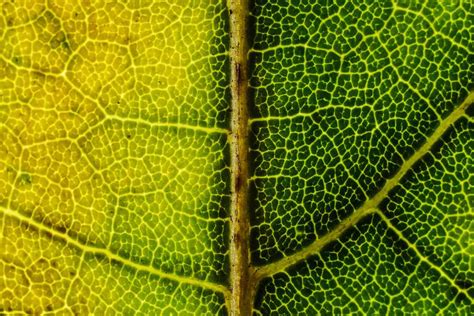 Green Leaf Macro Free Texture