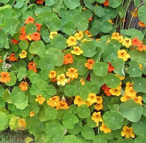 Tall Trailing Mix Nasturtium For Planting Attractive Mixed Etsy