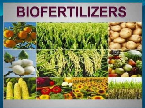 Types of Biofertilizer in Agriculture Sector | PPT