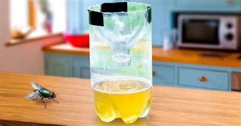 Vinagre E Detergente Para Matar Moscas - ¿Cómo hacer una trampa casera eficaz para moscas con vinagre de arroz ...