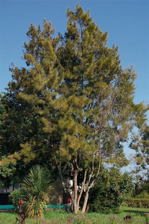 casuarina tree  casuarina tree summary rveb