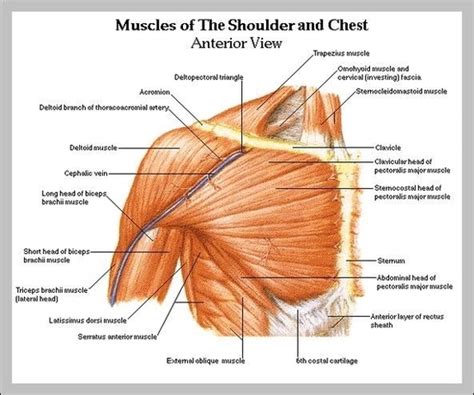 Shoulder Muscles Anatomy Diagram Image - Graph Diagram