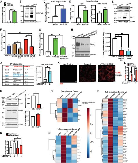 Figure From Crosstalk Between Pro Survival Sphingolipid Metabolism