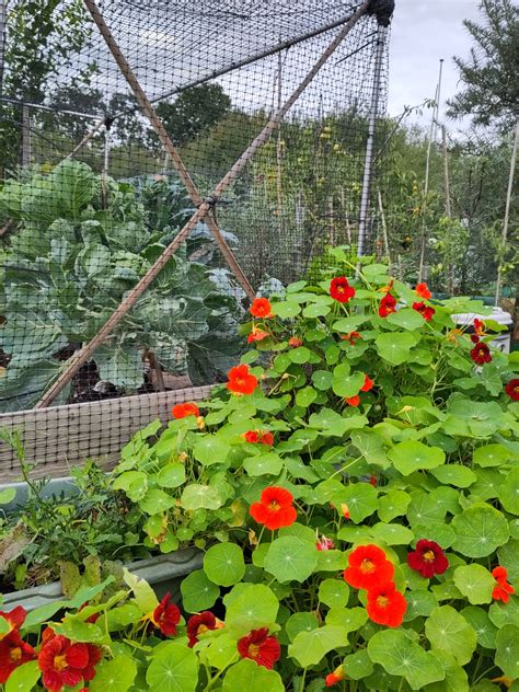 Nasturtiums are amazing! - Little Green Duckie