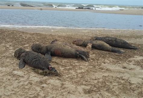 Brasil Registra Unos 550 Lobos Marinos Muertos Por Sospecha De Gripe