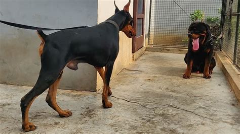 Doberman Vs Rottweiler Fight