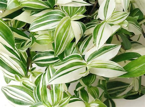 What Are The Different Types Of Wandering Jew Plants At Mary Lundy Blog