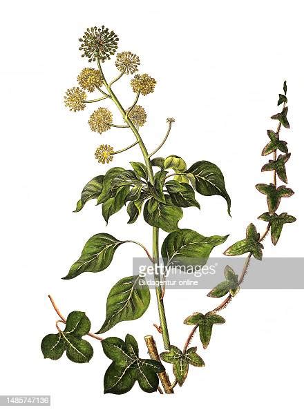 gemeiner efeu auch gewoehnlicher efeu oder kurz efeu hedera helix