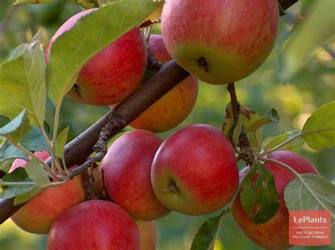 Яблоня (Malus) — описание, выращивание, фото | на LePlants.ru