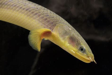 Polypterus Buettikoferi