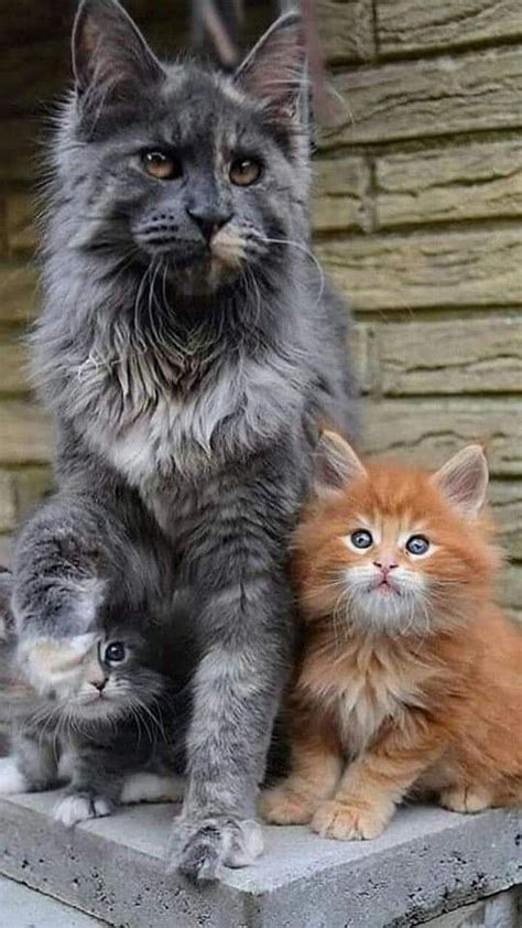 15 Most Dangerous Cat Breeds In The World With Pictures Artofit