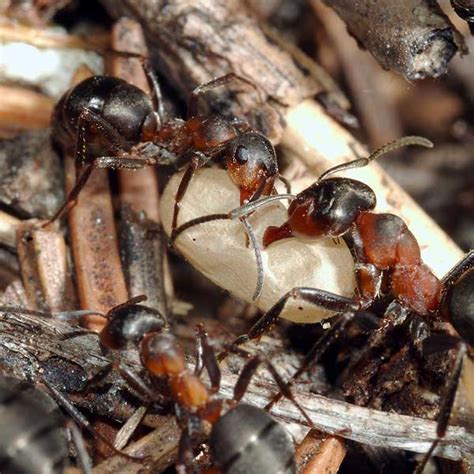 Moisture Ant Identification, Habits & Behavior | Vermont Pest Control