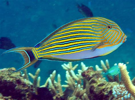 Striped Surgeonfish Acanthurus Lineatus Fiji Photo 1 Tropical