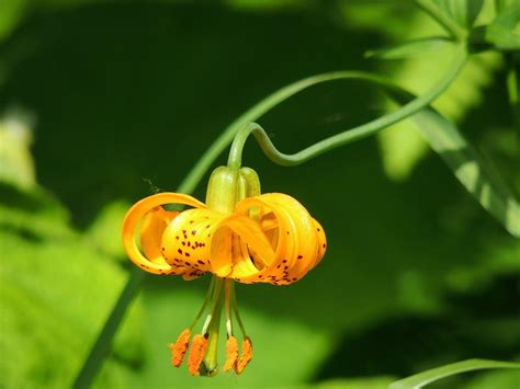 Wild Tiger Lily Photograph by Cathy MacMillan - Fine Art America