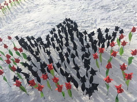 Афганский тюльпан (67 фото)