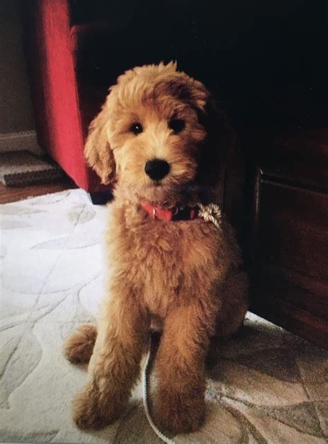 Mini Goldendoodle Teddy Bear Cut at Gwen Mayer blog