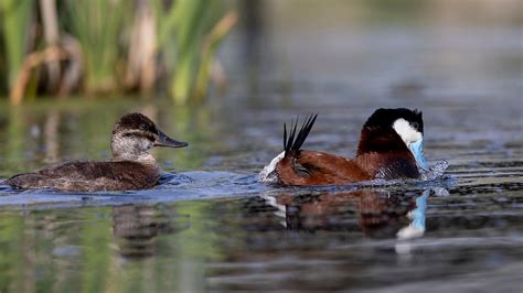 Ducks Unlimited: Ruddy Ducks Among Our Many Ducks