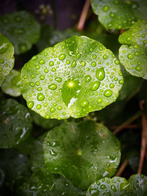 Fotos Gratis Agua Naturaleza Soltar Roc O Textura Hoja Flor