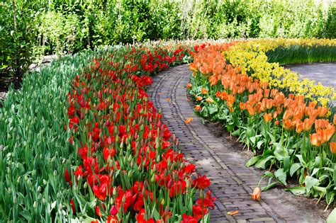 Où planter vos bulbes de tulipes Conseil Jardin Willemse