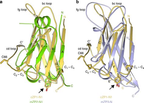 Structural comparison of ZP-N domains from vertebrate ZP1, ZP2 and ZP3 ...