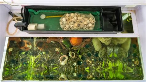 Freshwater Aquarium Filtration System: The Best Tips To Make Your Underwater World Thrive - Our ...